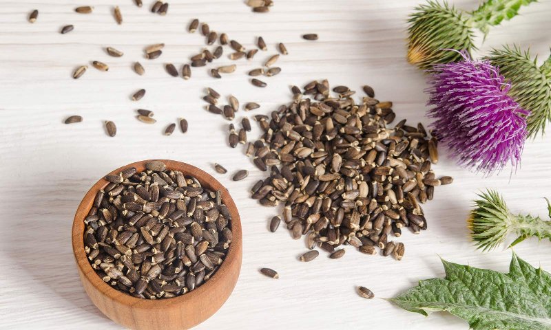 Dlaczego warto włączyć do diety ostropest plamisty?