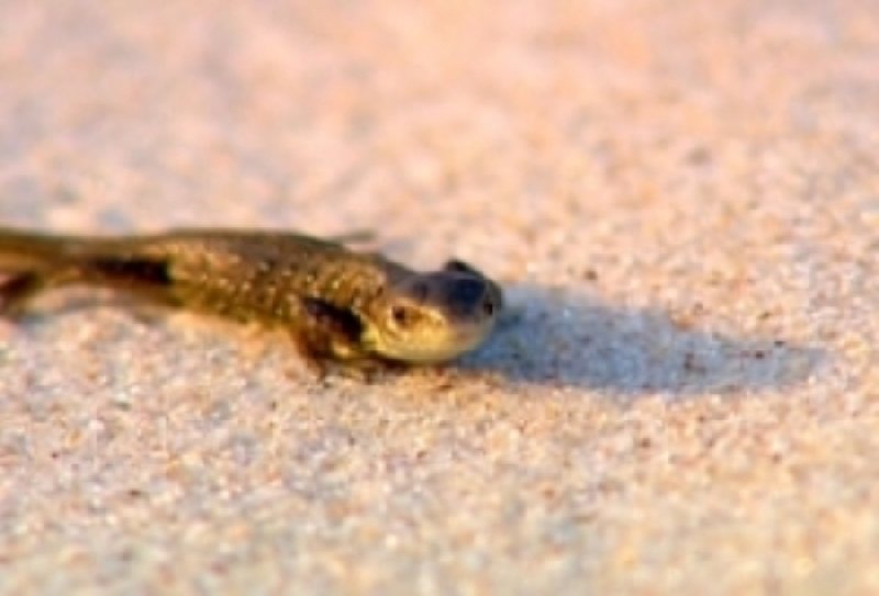 Piasek jest drapieżnikiem!